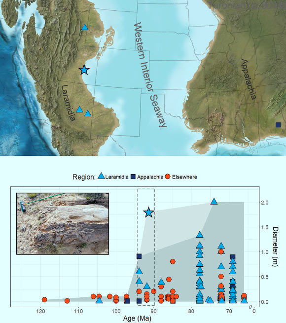 Map of Turonian localities in western North America with angiosperm woods over 3.9 inches (10 cm) in diameter and stacked area curve showing the contribution of this discovery (indicated by star) to the global record of Cretaceous angiosperm woods. Ages are midpoint estimates. The gray area indicates the maximum observed angiosperm diameter through the Cretaceous. Dashed box indicates Turonian occurrences shown in the map above. Inset shows the new angiosperm log in the field. During much of the Late Cretaceous, the Western Interior Seaway divided North America into Appalachia in the east and Laramidia in the west. Image credit: Jud et al, doi: 10.1126/sciadv.aar8568.