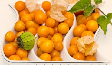 The groundcherry (Physalis pruinosa). Image credit: Steve Buissinne.