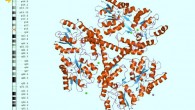 The location of the huntingtin gene on chromosome 4 and 3D structure of huntingtin. Image credit: Genetics Home Reference / NCBI / EBI.