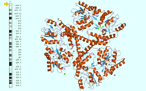 The location of the huntingtin gene on chromosome 4 and 3D structure of huntingtin. Image credit: Genetics Home Reference / NCBI / EBI.