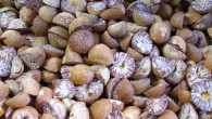 Lape et al describe the earliest-known use of nutmeg as a food ingredient. Image credit: Quique.