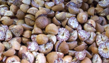 Lape et al describe the earliest-known use of nutmeg as a food ingredient. Image credit: Quique.