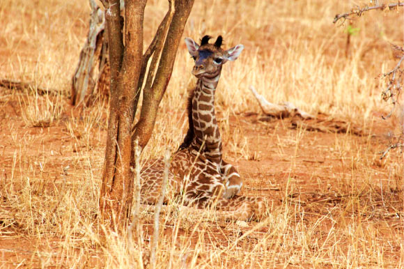 Newborn giraffes with large and irregularly shaped spots survive better during their first few months of life. Image credit: Derek Lee, Wild Nature Institute / Pennsylvania State University.