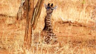 Newborn giraffes with large and irregularly shaped spots survive better during their first few months of life. Image credit: Derek Lee, Wild Nature Institute / Pennsylvania State University.