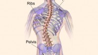 Haller et al suggest that the body’s inability to fully utilize manganese might be to blame for some cases of severe scoliosis. Image credit: Blausen.com, doi: 10.15347/wjm/2014.010.
