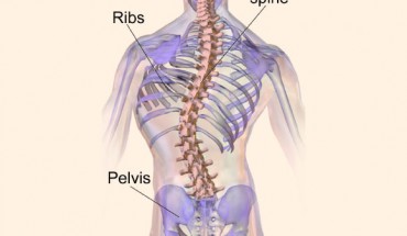 Haller et al suggest that the body’s inability to fully utilize manganese might be to blame for some cases of severe scoliosis. Image credit: Blausen.com, doi: 10.15347/wjm/2014.010.