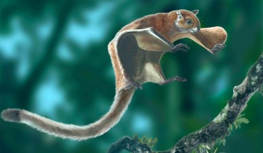 Life appearance of the fossil flying squirrel Miopetaurista neogrivensis showing the animal ready to land on a tree branch. Image credit: Oscar Sanisidro / ICP.