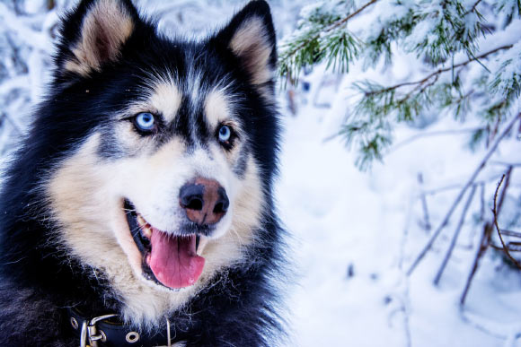 Blue eyes are iconic of the Siberian Husky, a breed of northern latitudes. Image credit: Susanne Koplin.