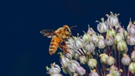 Acoustic monitoring of bee flight buzzes during the eclipse revealed an overall cessation of flight activity during totality. Image credit: Kevin McIver.
