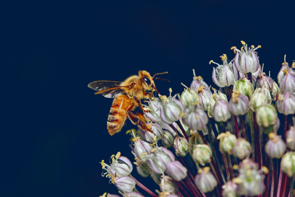 Acoustic monitoring of bee flight buzzes during the eclipse revealed an overall cessation of flight activity during totality. Image credit: Kevin McIver.