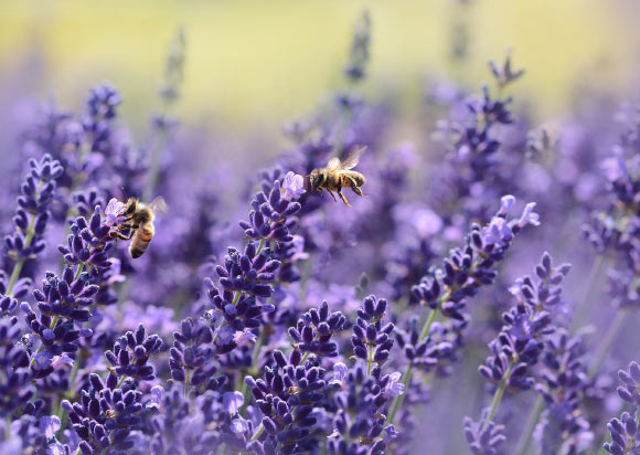 The English lavender (Lavandula angustifolia). Image credit: Rebekka D.