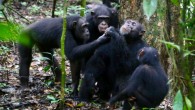 Chimpanzees share food with their friends. Image credit: Liran Samuni, Tai Chimpanzee Project.