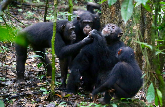 Chimpanzees share food with their friends. Image credit: Liran Samuni, Tai Chimpanzee Project.