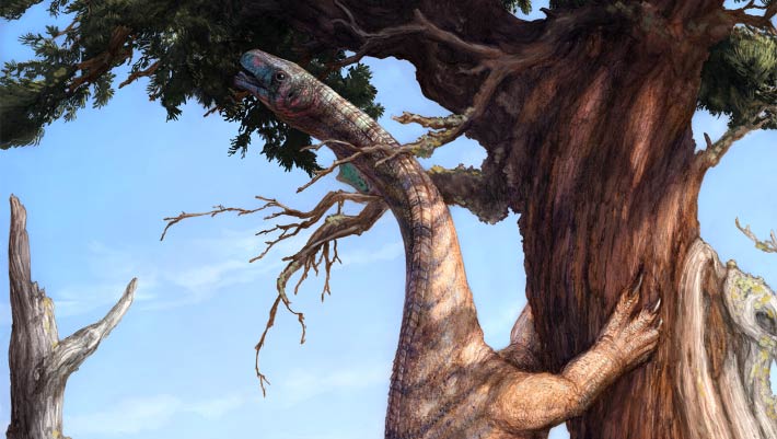 New Fossils of Ground SlothLike Dinosaur Could Help Reveal Why