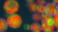 Fluorescence optical microscopy image showing emulsion droplets consisting of caged multi-compartmentalized spheroids containing a closely packed mixture of proteinosomes dispersed in oil. Scale bar - 100 μm. Image credit: Gobbo et al, doi: 10.1038/s41563-018-0183-5.