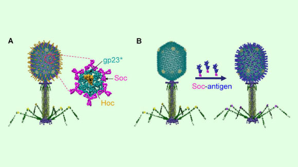 Schematic of the bacteriophage T4 nanoparticle platform: (a) structural model of phage T4; the enlarged capsomer shows the major capsid protein gp23* (cyan), Soc (magenta), and Hoc (yellow); (b) in vitro assembly of Soc-fused antigen (blue) molecules on Hoc-Soc-T4 phage capsid. Image credit: Tao et al, doi: 10.1128/mBio.01926-18.