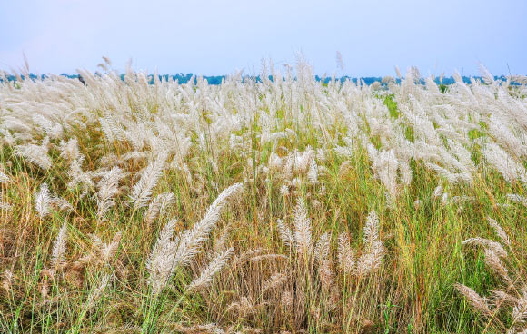 The wild sugarcane (Saccharum spontaneum). Image credit: Joydeep / CC BY-SA 3.0.