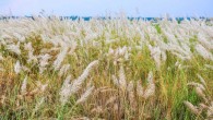 The wild sugarcane (Saccharum spontaneum). Image credit: Joydeep / CC BY-SA 3.0.