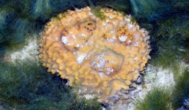 The yellow pot sponge (Rhabdastrella globostellata), a modern species of demosponge that makes the same 26-mes steroids that Zumberge et al found in ancient rocks. Image credit: Ria Tan, www.wildsingapore.com / CC BY 2.0.