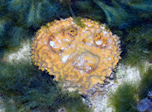 The yellow pot sponge (Rhabdastrella globostellata), a modern species of demosponge that makes the same 26-mes steroids that Zumberge et al found in ancient rocks. Image credit: Ria Tan, www.wildsingapore.com / CC BY 2.0.