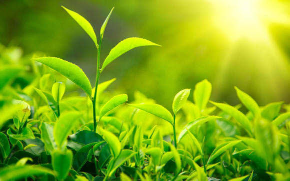 The green tea (Camellia sinensis). Image credit: Wilerson S. Andrade / CC BY-SA 2.0.