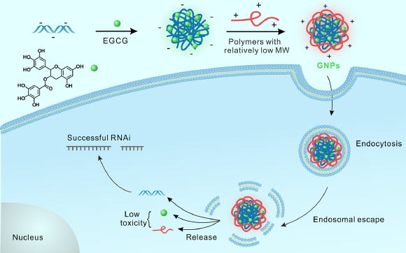 Schematic illustration of ‘green’ nanoparticle formulation and the proposed gene silencing mechanism. Image credit: Shen et al, doi: 10.1021/acscentsci.8b00363.