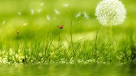 The common dandelion (Taraxacum officinale). Image credit: Petra D.