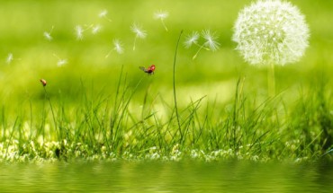 The common dandelion (Taraxacum officinale). Image credit: Petra D.