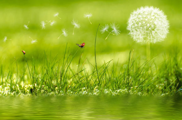 The common dandelion (Taraxacum officinale). Image credit: Petra D.