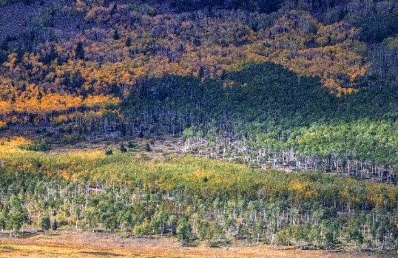 The Pando aspen clone from a distance (green foreground and middle -- not yellow). Image credit: Lance Oditt, Studio 47.60° North.