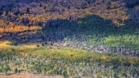 The Pando aspen clone from a distance (green foreground and middle -- not yellow). Image credit: Lance Oditt, Studio 47.60° North.