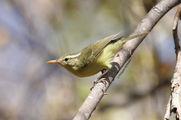 The Rote leaf warbler (Phylloscopus rotiensis) has a characteristic long bill. Image credit: Philippe Verbelen.