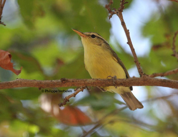 The Rote leaf warbler (Phylloscopus rotiensis). Image credit: Philippe Verbelen.