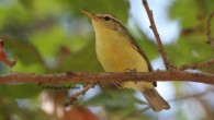 The Rote leaf warbler (Phylloscopus rotiensis). Image credit: Philippe Verbelen.