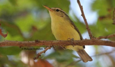 The Rote leaf warbler (Phylloscopus rotiensis). Image credit: Philippe Verbelen.
