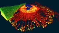 3D projection of a cancer cell that is about to undergo cell division and adheres to the substrate with reticular adhesions: chromatin/DNA (blue); cell membrane (red); reticular adhesions (green/yellow in the bottom of the cell). Image credit: John Lock.