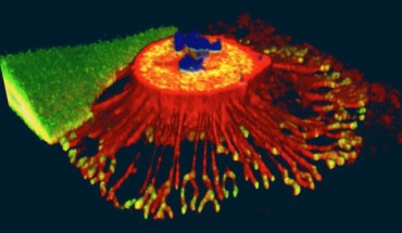 3D projection of a cancer cell that is about to undergo cell division and adheres to the substrate with reticular adhesions: chromatin/DNA (blue); cell membrane (red); reticular adhesions (green/yellow in the bottom of the cell). Image credit: John Lock.