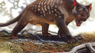 The aridificaiton of Australia impacted the hunting effectiveness or preybase of the marsupial lion (Thylacoleo carnifex) contributing to its extinction. Image credit: Peter Schouten.