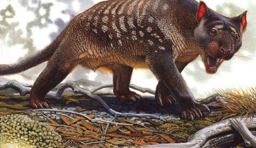 The aridificaiton of Australia impacted the hunting effectiveness or preybase of the marsupial lion (Thylacoleo carnifex) contributing to its extinction. Image credit: Peter Schouten.