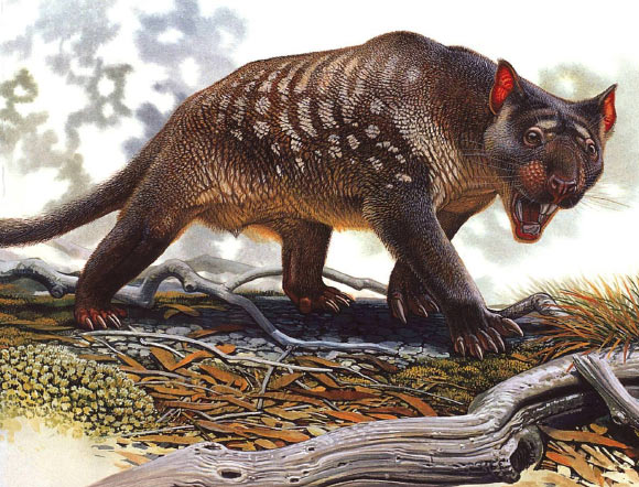 The aridificaiton of Australia impacted the hunting effectiveness or preybase of the marsupial lion (Thylacoleo carnifex) contributing to its extinction. Image credit: Peter Schouten.