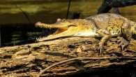 The Central African slender-snouted crocodile (Mecistops leptorhynchus). Image credit: Shirley et al, doi: 10.11646/zootaxa.4504.2.1.