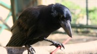 New Caledonian crow with a stick tool. Image credit: Auguste von Bayern.