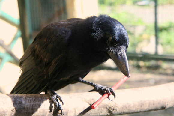New Caledonian crow with a stick tool. Image credit: Auguste von Bayern.