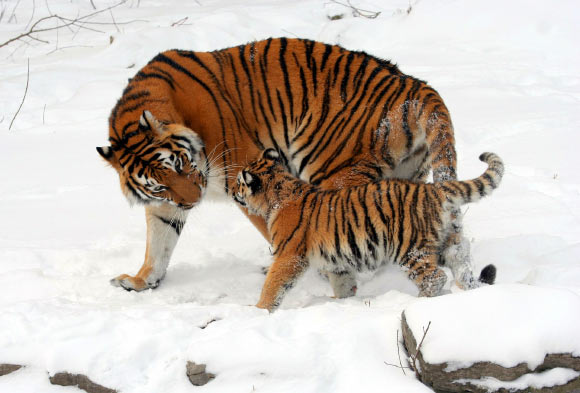 Amur tigers (Panthera tigris altaica), a mother and a cub. 