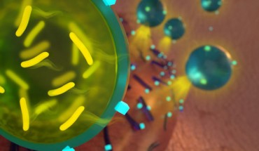 Li et al devised a way to encapsulate probiotics so that they can be delivered along with antibiotics to kill multiple strains of bacteria. Image credit: Ryan Allen.