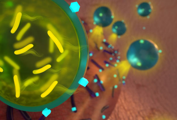 Li et al devised a way to encapsulate probiotics so that they can be delivered along with antibiotics to kill multiple strains of bacteria. Image credit: Ryan Allen.