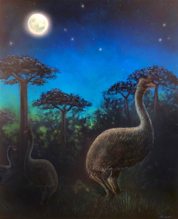 An artist’s interpretation of elephant birds foraging in the ancient forests of Madagascar at night. Image credit: John Maisano / University of Texas at Austin Jackson School of Geosciences.