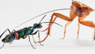 American cockroaches deter emerald jewel wasps with a vigorous defense. Image credit: K.C. Catania, doi: 10.1159/000490341.