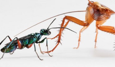 American cockroaches deter emerald jewel wasps with a vigorous defense. Image credit: K.C. Catania, doi: 10.1159/000490341.