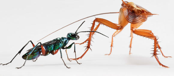 American cockroaches deter emerald jewel wasps with a vigorous defense. Image credit: K.C. Catania, doi: 10.1159/000490341.